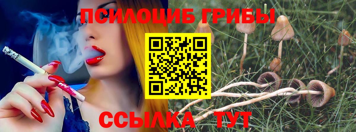 Галлюциногенные грибы Psilocybe Камышлов